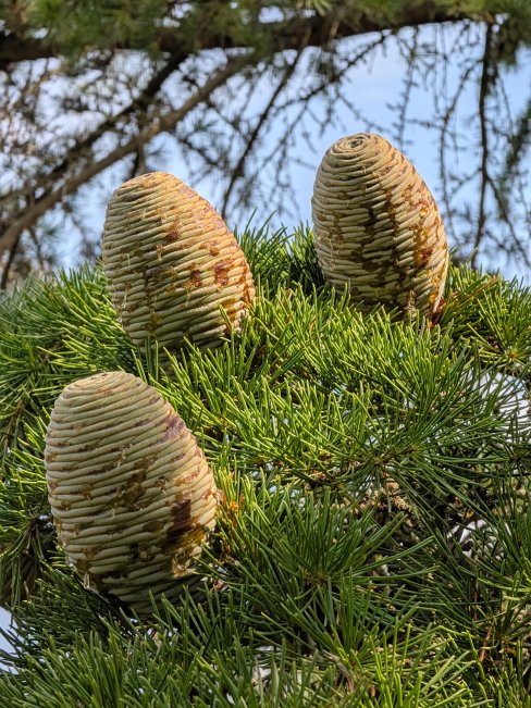 Pixel 11 - 5x (10)