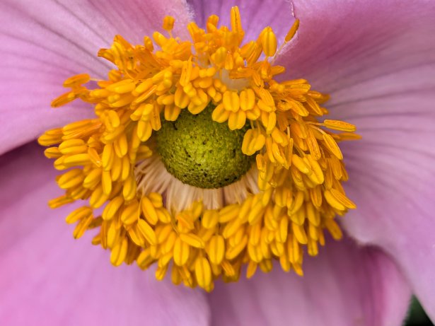 Pixel 11 - Macro (22)