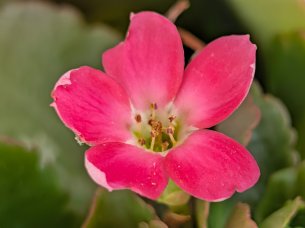 Pixel 11 - Macro (40)
