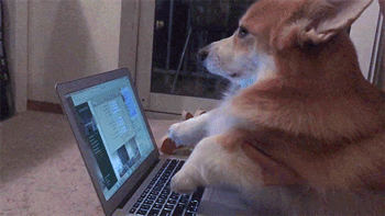 À quoi ressemblerait Internet s’il était développé par des corgis ?