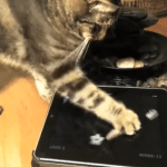 Friskies lance des applications (webapps) pour chats sur les tablettes !