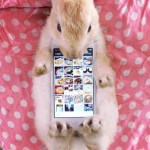 #bunnycase, des smarphones nus qui préfèrent la fourrure