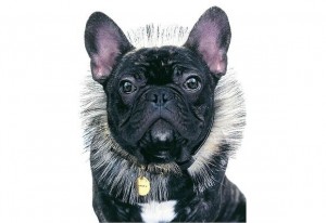 egerie-nars-chien egerie-nars-chien