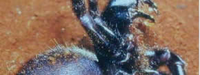 Atrax Atrax