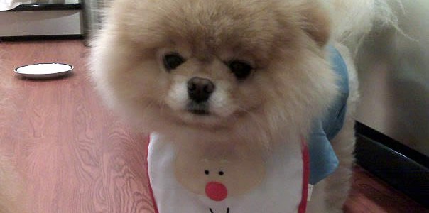 Truc insupportable n°12 chez les gens qui ont des animaux : faire comme s'ils étaient des enfants. Truc insupportable n°12 chez les gens qui ont des animaux : faire comme s'ils étaient des enfants.
