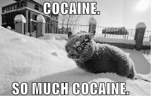 lolcat so much cocaine