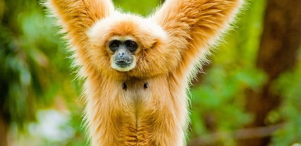 gibbon Nartaaaaa ! (photo flickr cc Thomas Tolkien)