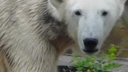 knut-ours-polaire-mort-180×124
