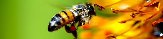 abeille-chronique
