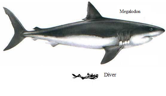 Megalodon