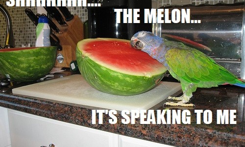 shhhmelon Chuuuut. Le melon... est en train de me parler.