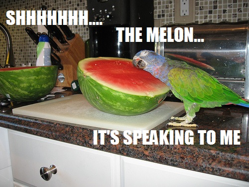 Chuuuut. Le melon... est en train de me parler.