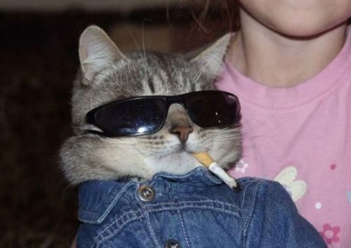 catsmoke