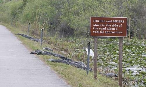 hikers RANDONNEURS et MOTARDS, mettez-vous sur le bas-côté lorsqu'un véhicule s'approche