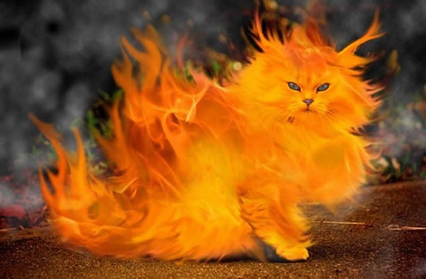Parfois, pour trouver une image drôle, il suffit de taper "chatte en feu" et la magie d'internet opère
