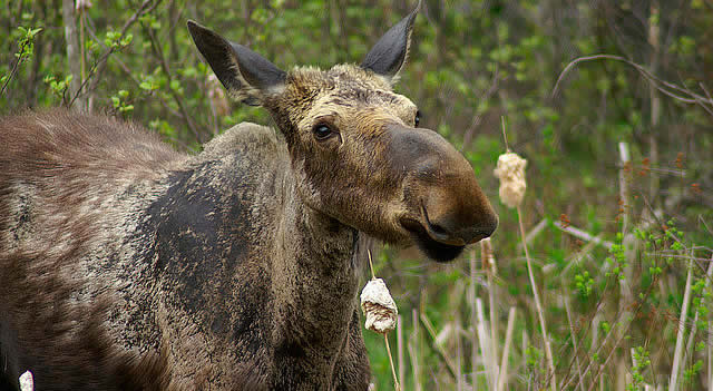 "HU ?" (flickr Enoch Ross)