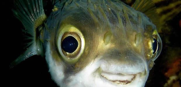 fugu fugu