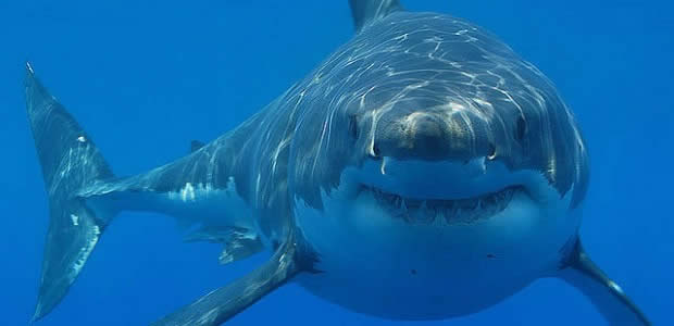requin requin