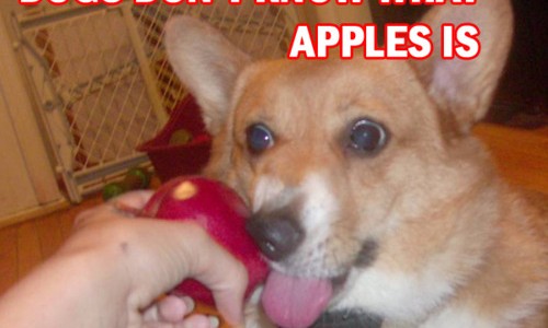 chien_pomme Les chiens ne savent pas ce qu'est une pomme