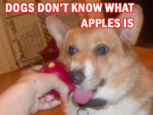 chien_pomme Les chiens ne savent pas ce qu'est une pomme