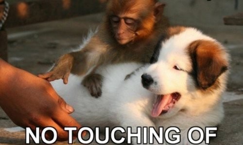notouch SVP Monsieur, on ne touche pas le chien
