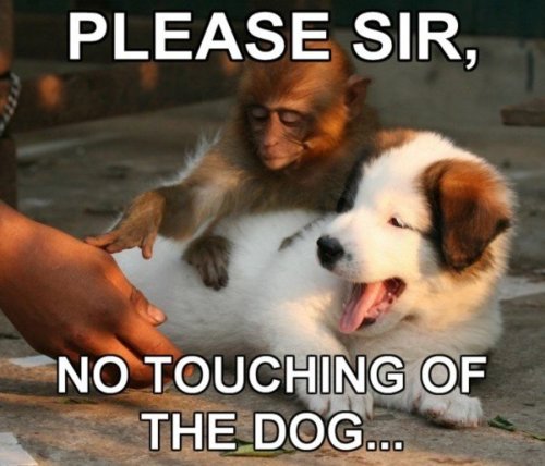 SVP Monsieur, on ne touche pas le chien