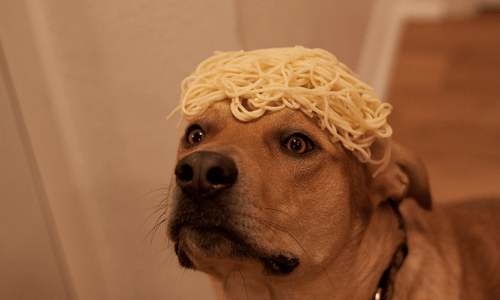 spaghettidog