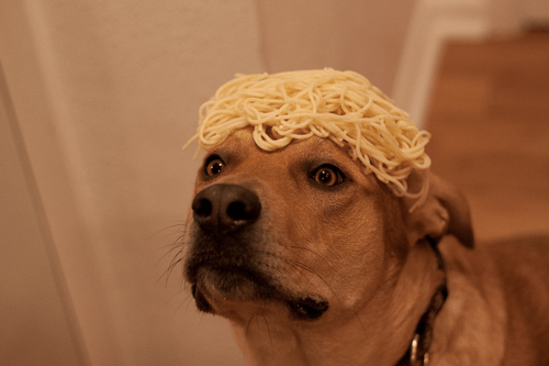 spaghettidog