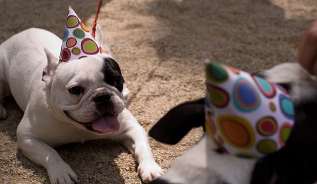 Même les chiens relâchent la pression après des mois d'excitation.