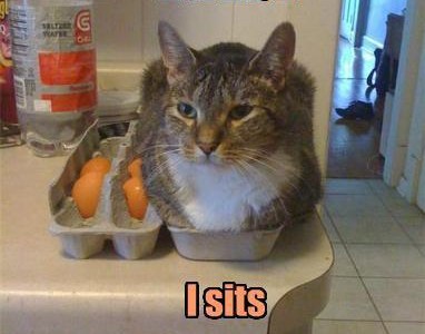fitcat Si ça rentre, je m'assieds (et non pas