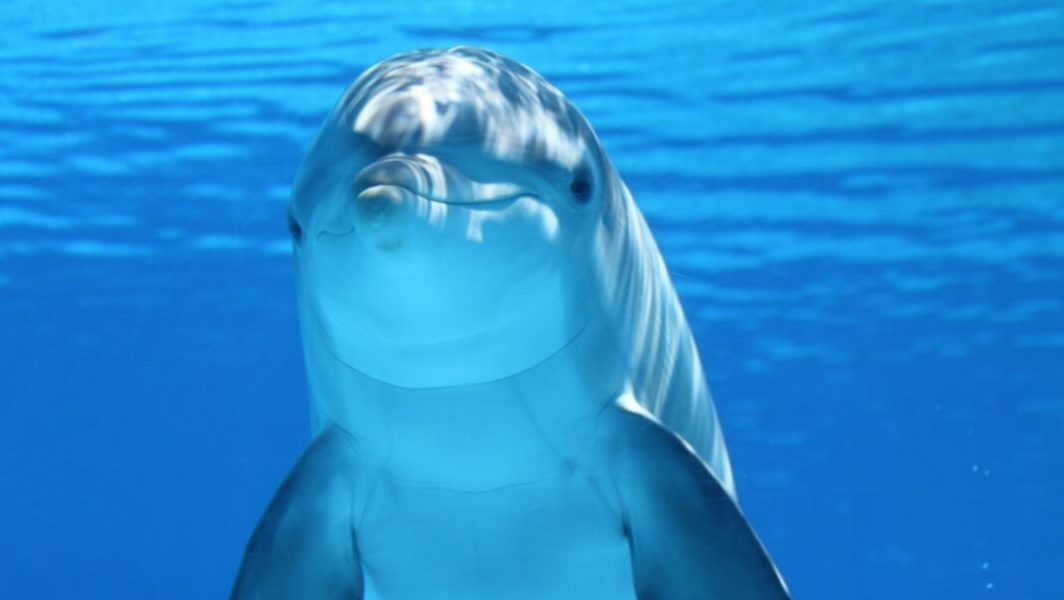 Les dauphins sont bien moins mignons qu'ils en ont l'air