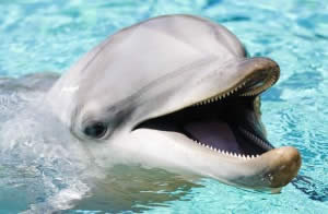 dauphin violeur dauphin violeur