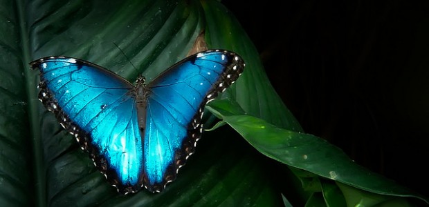 papillon Papillomavirus : malgré son joli nom, il vaut mieux s'en méfier.