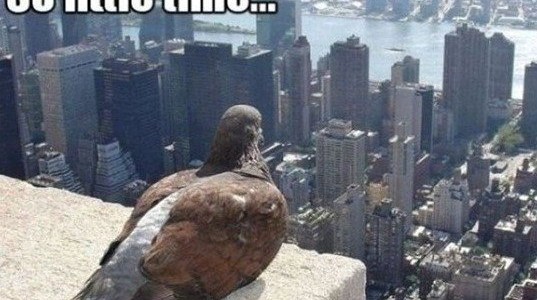 pigeon Tant de cibles. Si peu de temps.