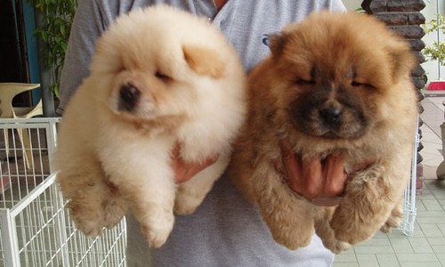 chowchow chowchow