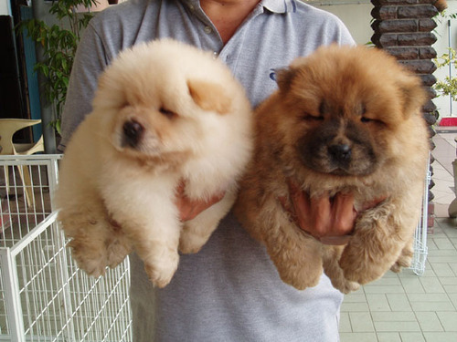 chowchow