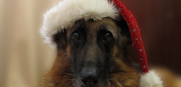 chien noël chien noël