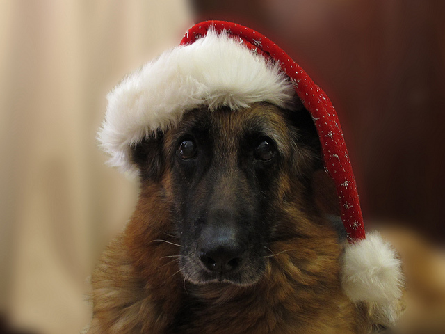 chien noël