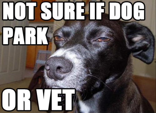 Est-ce qu'on est au parc canin... ou chez le vétérinaire ?