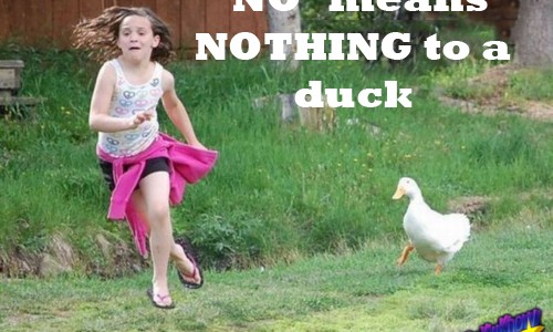 duck duck