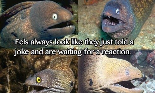 eels Les anguilles ont toujours l'air d'avoir dit une blague et d'attendre une réaction