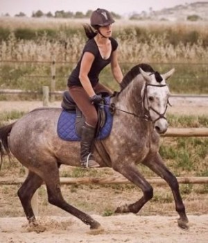equitation-dressage-saut-obstacles