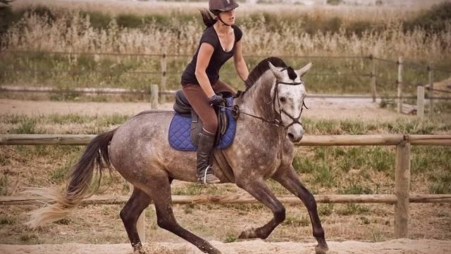 equitation-dressage-saut-obstacles