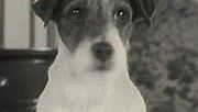 bref-chien-the-artist-180×124 bref-chien-the-artist-180×124