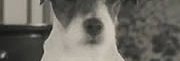 bref-chien-the-artist-180×124 bref-chien-the-artist-180×124