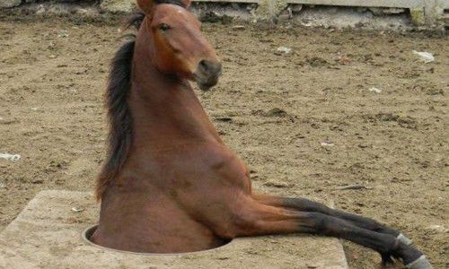 horse J'AI UNE EXPLICATION PARFAITEMENT RAISONNABLE POUR CECI