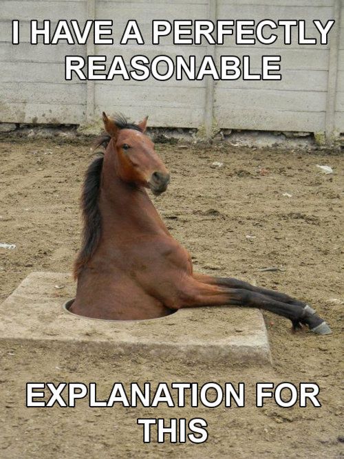 horse J'AI UNE EXPLICATION PARFAITEMENT RAISONNABLE POUR CECI