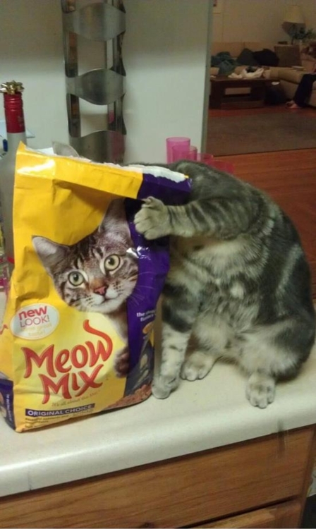 meowmix