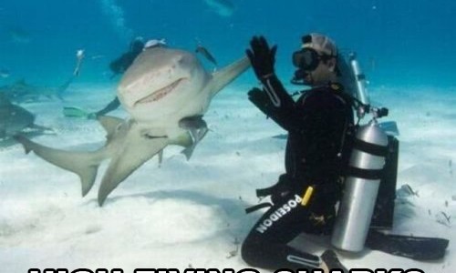 sharks j'aime certaines activités comme