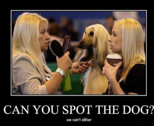 spotthedog Pouvez-vous trouver le chien ? Non, nous non plus.